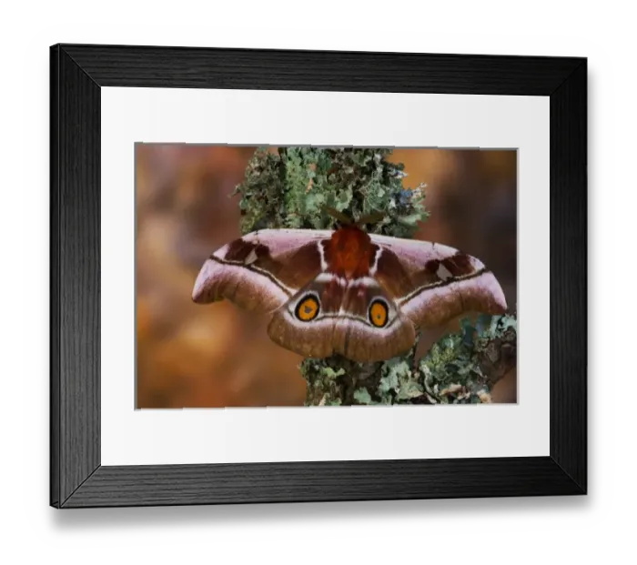 Framed Print : Sammamish, Washington an African Silk Moth Bunaea alcinoe with oragne hind wing eye spots Framed Print : Sammamish, Washington an African Silk Moth Bunaea alcinoe with oragne hind wing eye spots