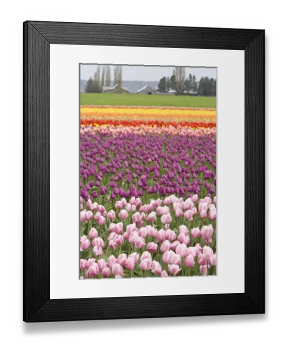 Framed Print : USA, North America, Washington Framed Print : USA, North America, Washington