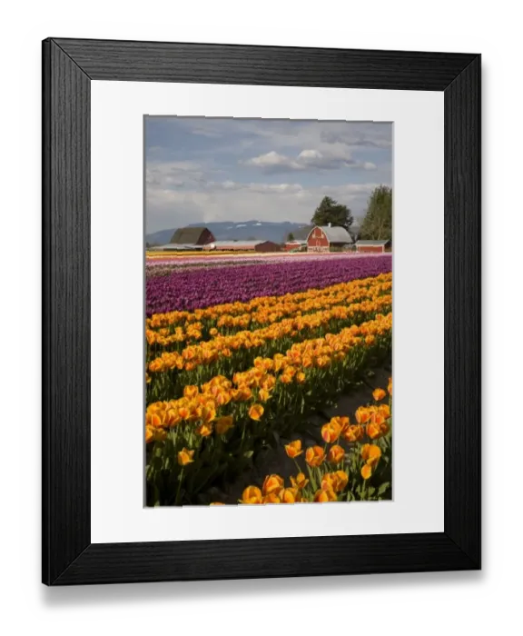 Framed Print : WA, Skagit Valley, Tulip fields in bloom, at Tulip Towne Framed Print : WA, Skagit Valley, Tulip fields in bloom, at Tulip Towne