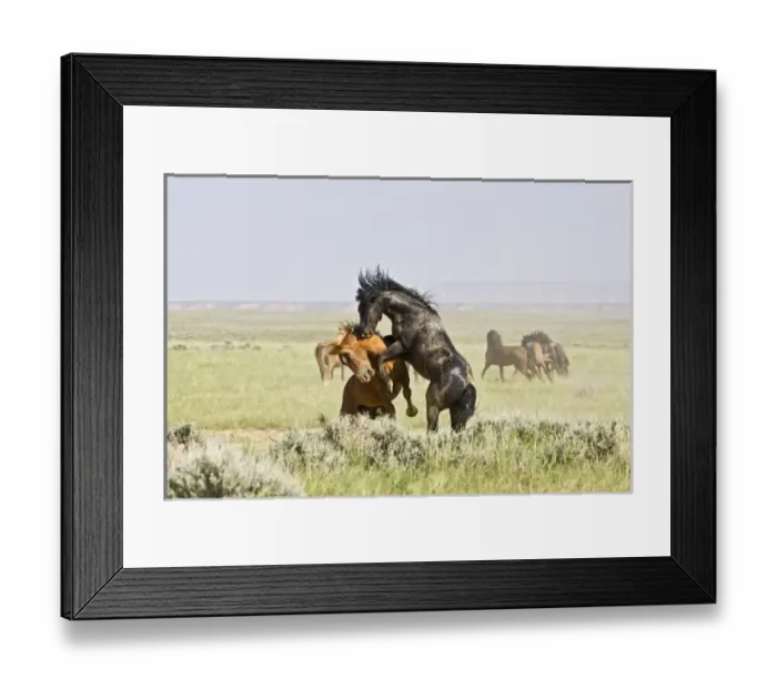 Framed Print : USA, North America, Wyoming Framed Print : USA, North America, Wyoming