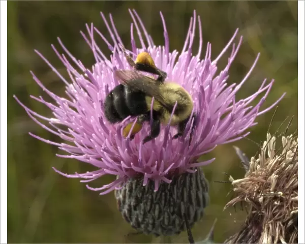 Thistle and bumble bee