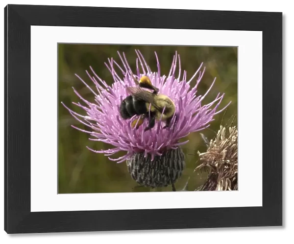 Thistle and bumble bee