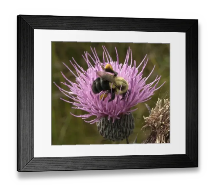 Framed Print : Thistle and bumble bee Framed Print : Thistle and bumble bee