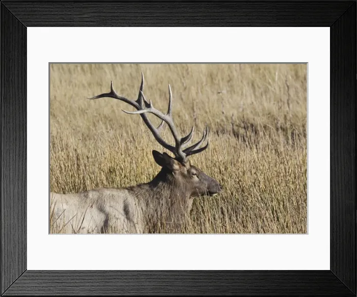 Framed Print : USA, North America, Wyoming