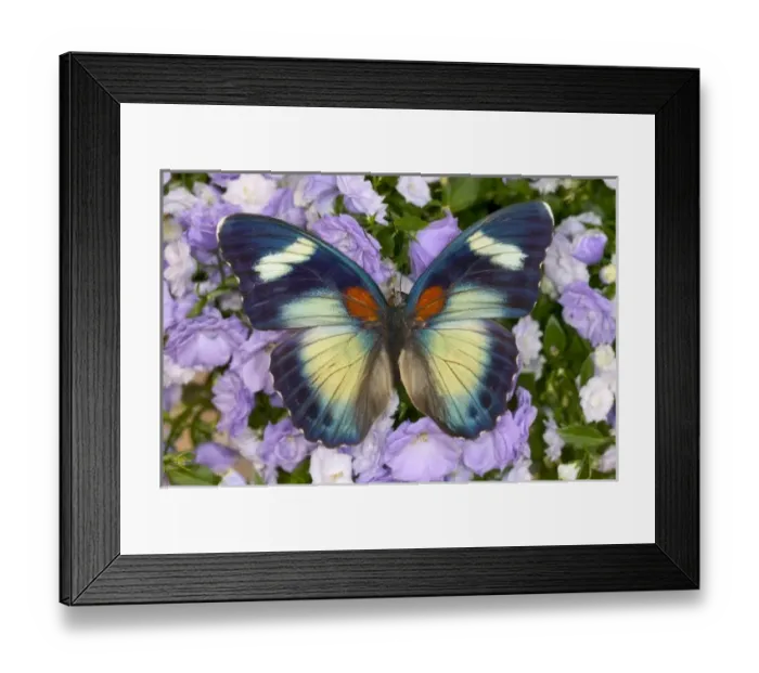 Framed Print : Sammamish Washington Photograph of Butterfly on Flowers, Euphaedra themis male Framed Print : Sammamish Washington Photograph of Butterfly on Flowers, Euphaedra themis male
