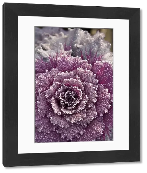 frost-covered Ornamental Cabbage, Autumn Colors, Seattle, Washington State, USA (RF)