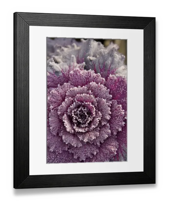 Framed Print : frost-covered Ornamental Cabbage, Autumn Colors, Seattle, Washington State, USA (RF) Framed Print : frost-covered Ornamental Cabbage, Autumn Colors, Seattle, Washington State, USA (RF)