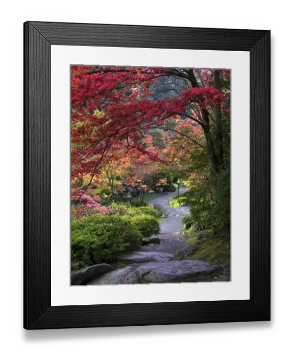 Framed Print : Path at Japanese Garden in Autumn Framed Print : Path at Japanese Garden in Autumn