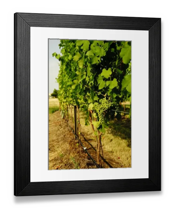 Framed Print : USA, North America, Washington Framed Print : USA, North America, Washington