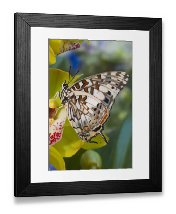 Framed Print : USA, North America, Washington
