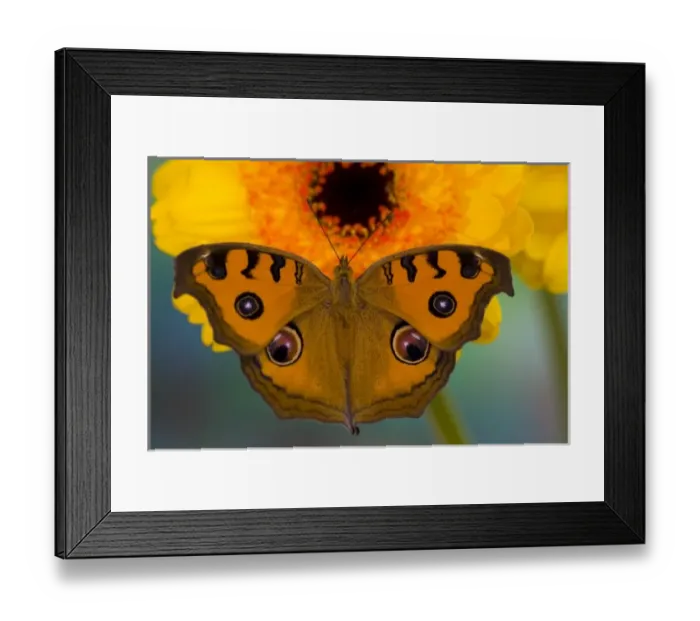 Framed Print : USA, WA, Sammamish, Tropical Butterfy photograph of Junonia almana the Peacock Pansy