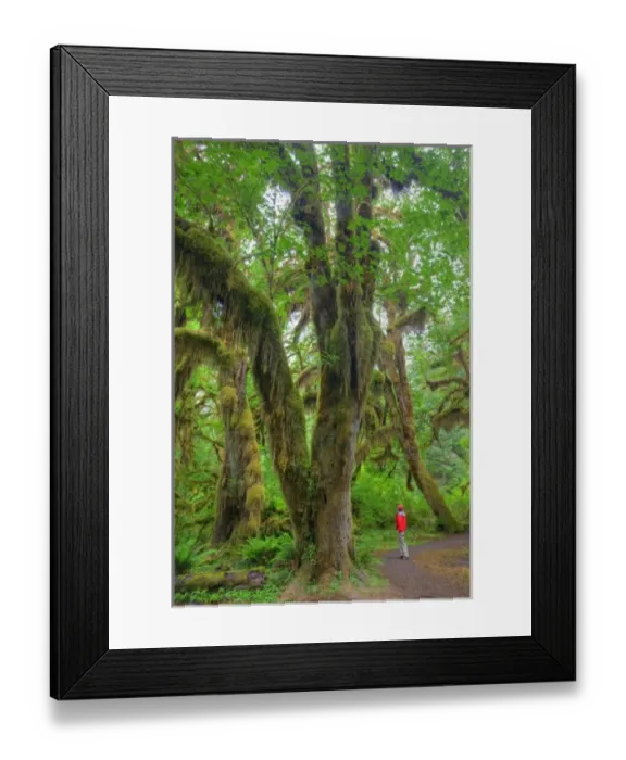 Framed Print : USA, Washington, Olympic National Park, Hoh Rain Forest, Hall of Mosses, moss covered trees Framed Print : USA, Washington, Olympic National Park, Hoh Rain Forest, Hall of Mosses, moss covered trees