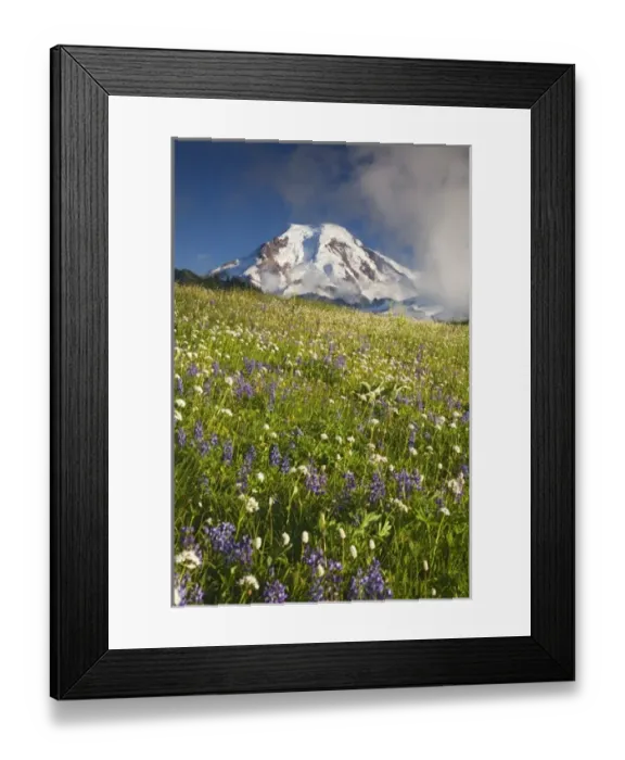 Framed Print : WA, Mt. Baker Wilderness, Mt. Baker and wildflower meadow from Skyline Divide Framed Print : WA, Mt. Baker Wilderness, Mt. Baker and wildflower meadow from Skyline Divide