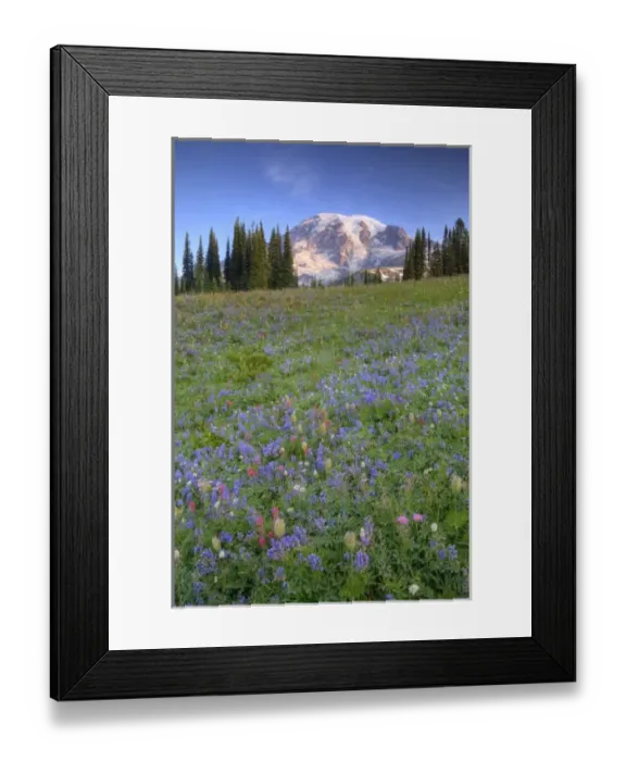 Framed Print : USA, Washington, Mt. Rainier NP, Mt. Rainier and wildflowers at Mazama Ridge Framed Print : USA, Washington, Mt. Rainier NP, Mt. Rainier and wildflowers at Mazama Ridge