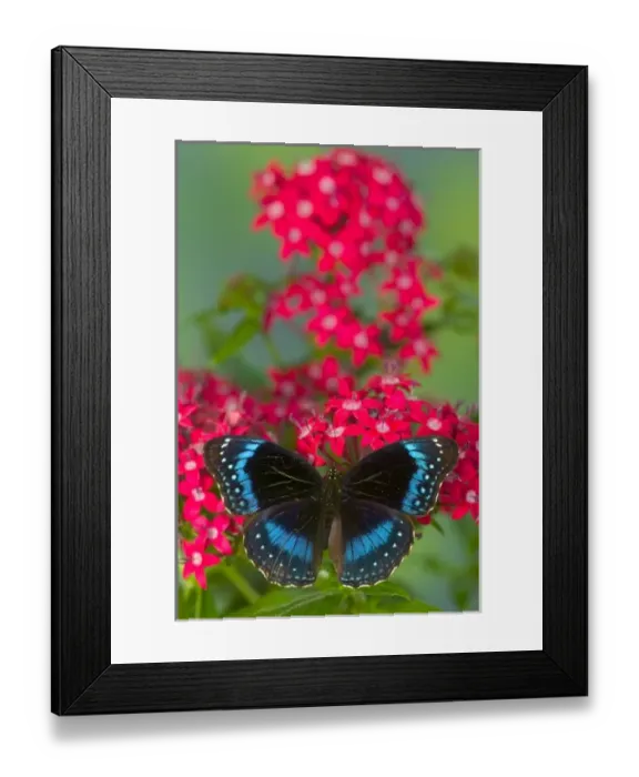 Framed Print : Sammamish Washington Photograph of Butterfly on Flowers, Hypolimnas alimena the Blue-banded Framed Print : Sammamish Washington Photograph of Butterfly on Flowers, Hypolimnas alimena the Blue-banded