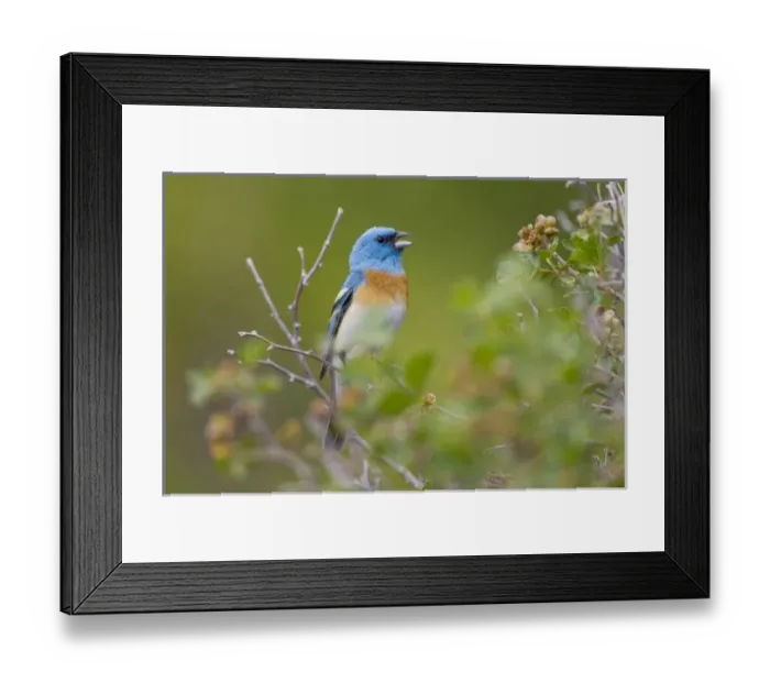Framed Print : USA, North America, Wyoming Framed Print : USA, North America, Wyoming