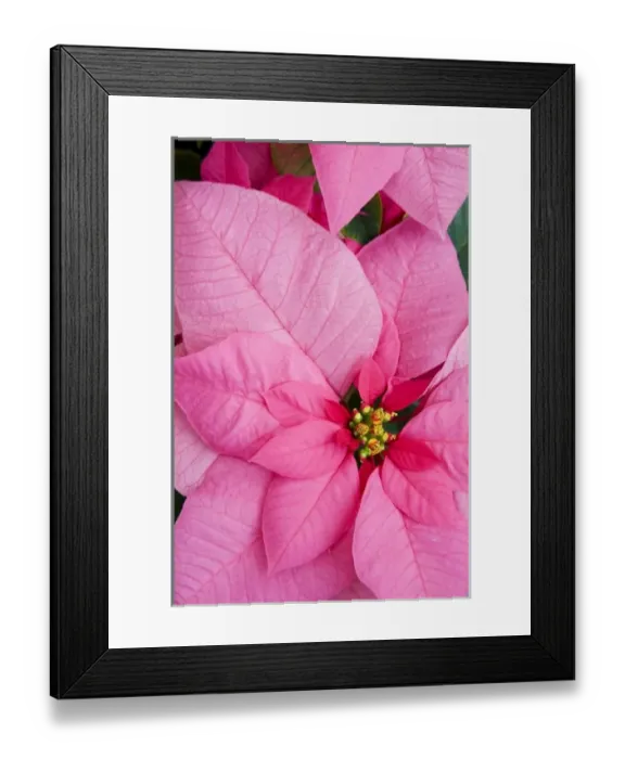 Framed Print : USA, Washington, Woodinville, Molbaks Nursery, Poinsettia Festival Framed Print : USA, Washington, Woodinville, Molbaks Nursery, Poinsettia Festival