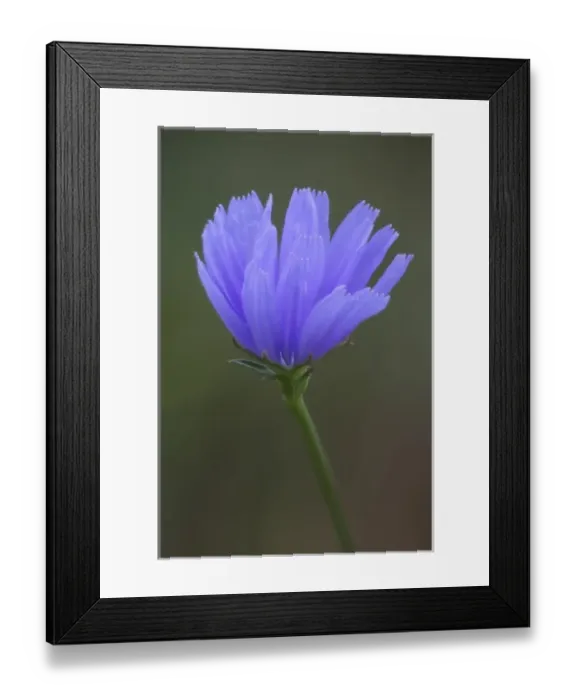 Framed Print : WA, Redmond, Chicroy, Cichorium intybus, Sunflower family Framed Print : WA, Redmond, Chicroy, Cichorium intybus, Sunflower family