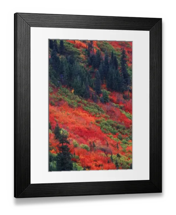 Framed Print : N. A. USA, Washington, Wenatchee National Forest, Stevens Pass, Autumn Color Framed Print : N. A. USA, Washington, Wenatchee National Forest, Stevens Pass, Autumn Color