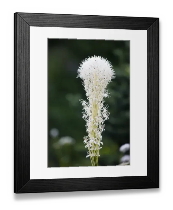 Framed Print : WA, Mount Rainier National Park, Beargrass (Xerophyllum tenax)