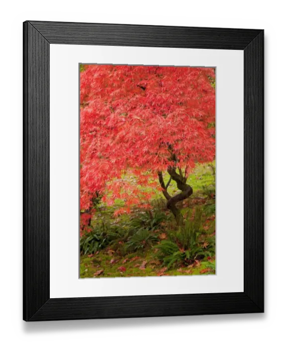 Framed Print : WA, Seattle, Washington Park Arboretum, Japanese Garden, with autumn color