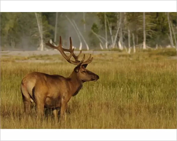 Rocky Mountain Elk in floodplain marsh grasses, Yellowstone backcountry, Yellowstone National Park