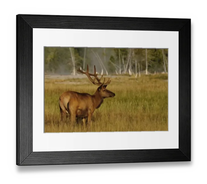 Framed Print : Rocky Mountain Elk in floodplain marsh grasses, Yellowstone backcountry, Yellowstone National Park Framed Print : Rocky Mountain Elk in floodplain marsh grasses, Yellowstone backcountry, Yellowstone National Park