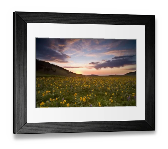 Framed Print : Spectacular wildflower meadow at sunrise in the Bighorn Mountains of Wyoming