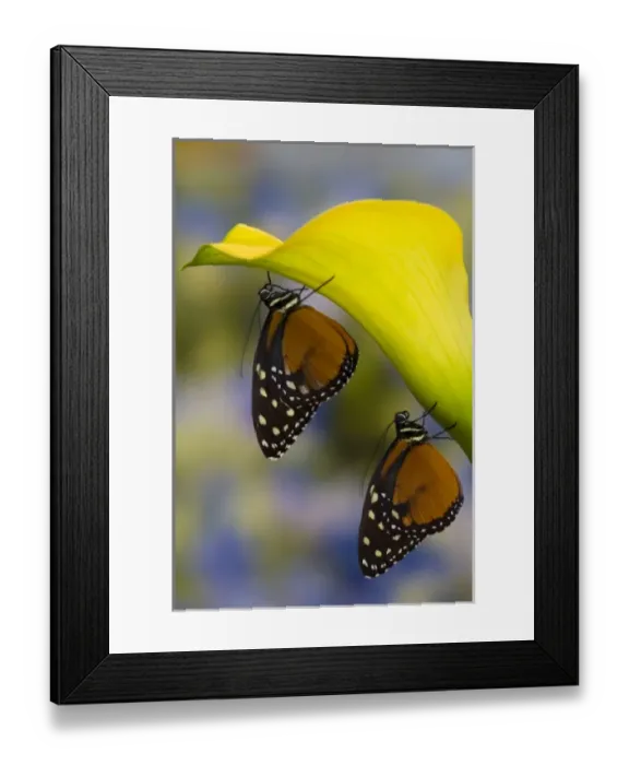 Framed Print : Sammamish, Washington Tropical Butterfly Photograph of a pairof Tithorea tarricina Framed Print : Sammamish, Washington Tropical Butterfly Photograph of a pairof Tithorea tarricina