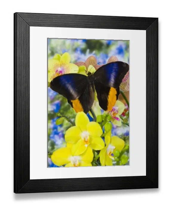 Framed Print : Sammamish Washington Tropical Butterflies photograph of the Magnificent Owl butterfly Framed Print : Sammamish Washington Tropical Butterflies photograph of the Magnificent Owl butterfly