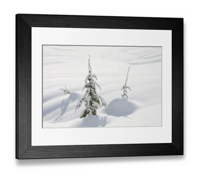 Framed Print : WA, Mt. Baker Snoqualmie National Forest, Small Douglas Fir trees Framed Print : WA, Mt. Baker Snoqualmie National Forest, Small Douglas Fir trees