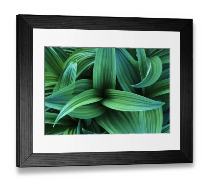 Framed Print : USA, WA, Mt. Rainer NP, Corn Lily (Veratrum viride). NOT AVAILABLE FOR EUROPEAN CLIENTS Framed Print : USA, WA, Mt. Rainer NP, Corn Lily (Veratrum viride). NOT AVAILABLE FOR EUROPEAN CLIENTS