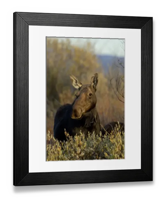 Framed Print : Female Moose banded with tracking devise, Grand Teton NP, Wyoming Framed Print : Female Moose banded with tracking devise, Grand Teton NP, Wyoming