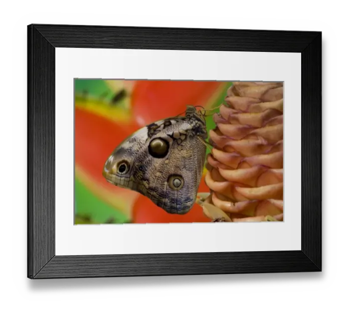 Framed Print : Sammamish, Washington Tropical Butterfly Photograph of Opsiphanes tamarindi the narrow-banded
