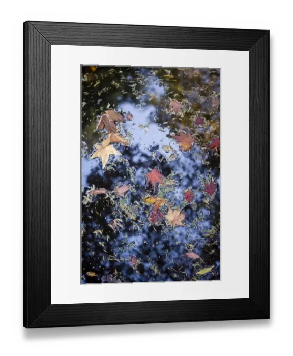 Framed Print : Washington Park Arboretum, Autumn Colors, Seattle, Washington State, USA (RF) Framed Print : Washington Park Arboretum, Autumn Colors, Seattle, Washington State, USA (RF)