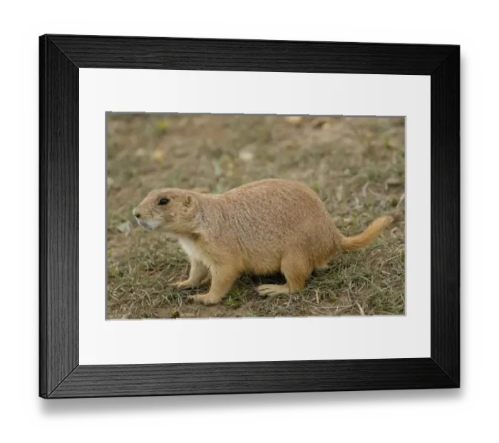 Framed Print : USA, North America, Wyoming Framed Print : USA, North America, Wyoming