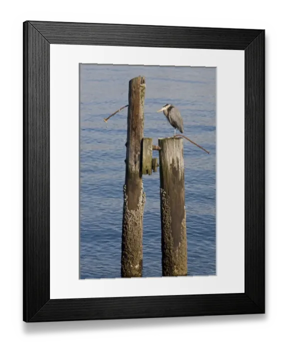 Framed Print : WA, Seattle, Great Blue Heron, at Elliott Bay Framed Print : WA, Seattle, Great Blue Heron, at Elliott Bay
