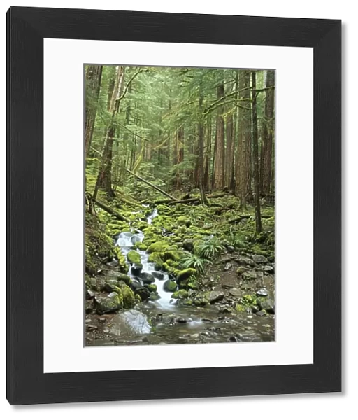 WA, Olympic NP, Sol Duc Valley, rainforest with stream