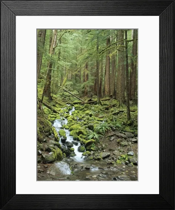 Framed Print : WA, Olympic NP, Sol Duc Valley, rainforest with stream Framed Print : WA, Olympic NP, Sol Duc Valley, rainforest with stream
