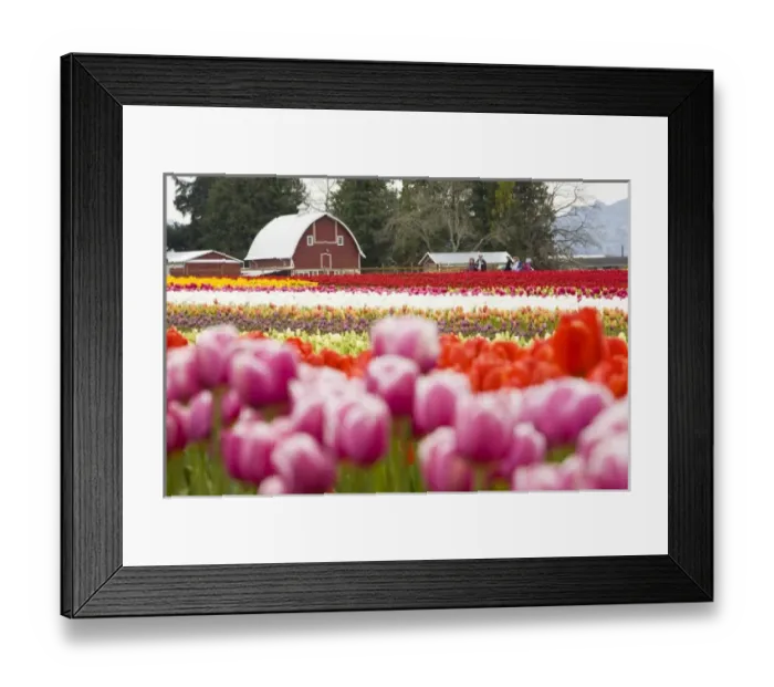 Framed Print : Tulip fields of Mt. Vernon, Skagit County, WA