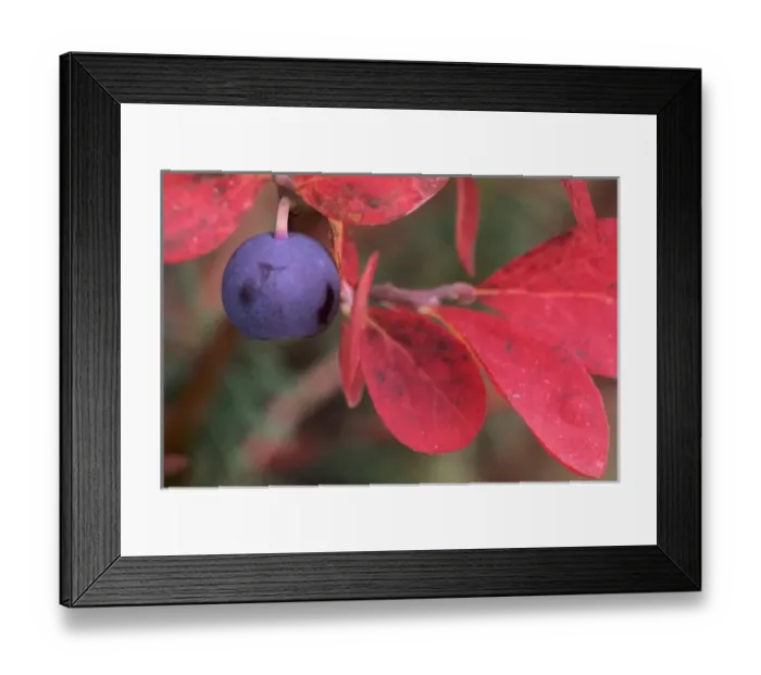 Framed Print : WA, Mt. Rainier National Park, Wild Huckleberry