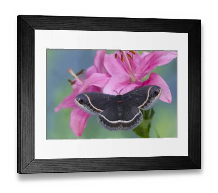 Framed Print : Sammamish, Washington Silk Moth for Arizona area Eupackardia calleta
