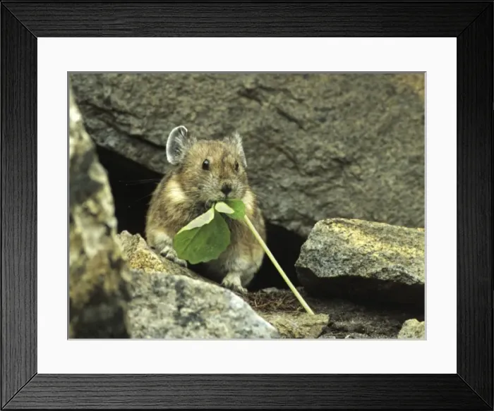 Framed Print : WA, Mount Rainier National Park, American Pika, gathering food Framed Print : WA, Mount Rainier National Park, American Pika, gathering food