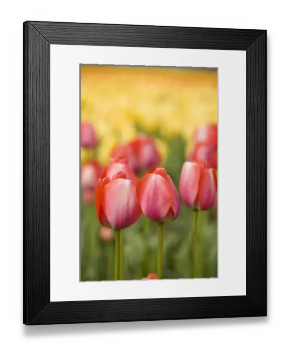 Framed Print : USA, North America, Washington