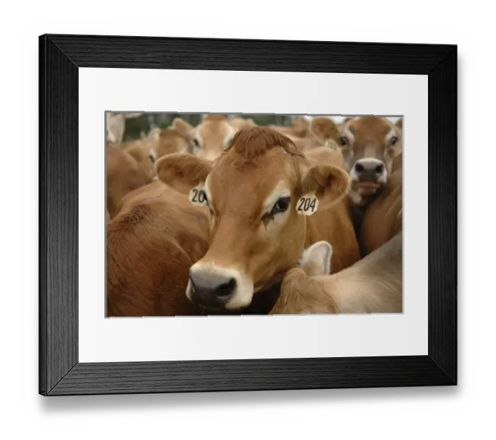 Framed Print : Jersey Dairy Cows, Dumms Dairy Farm, Rib Lake, Wisconsin, United States of America