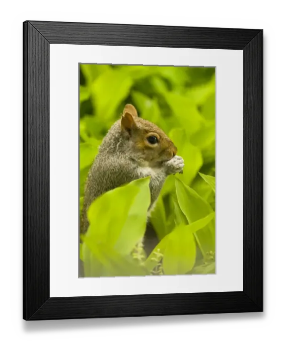 Framed Print : USA, North America, Washington Framed Print : USA, North America, Washington