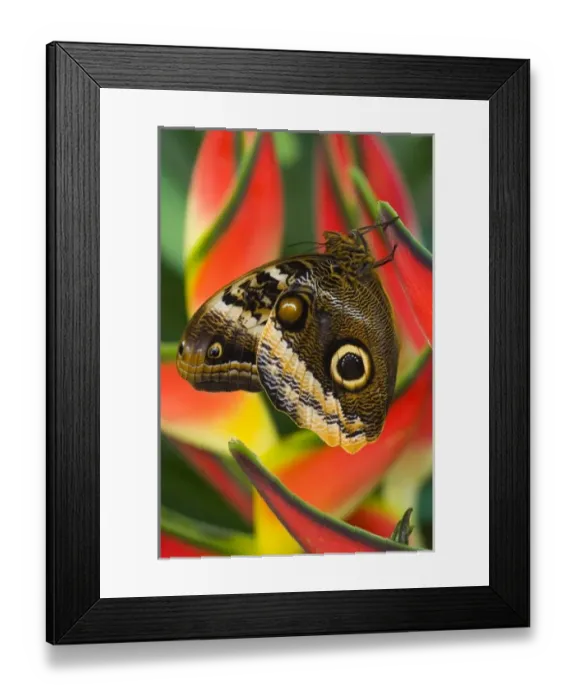 Framed Print : Sammamish Washington Tropical Butterflies photograph of the iaMagnificent Owl butterfly Framed Print : Sammamish Washington Tropical Butterflies photograph of the iaMagnificent Owl butterfly