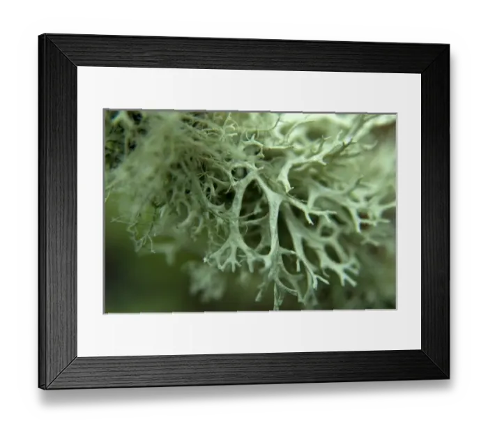 Framed Print : Close up of Lichen Growing on a Tree Branch Framed Print : Close up of Lichen Growing on a Tree Branch