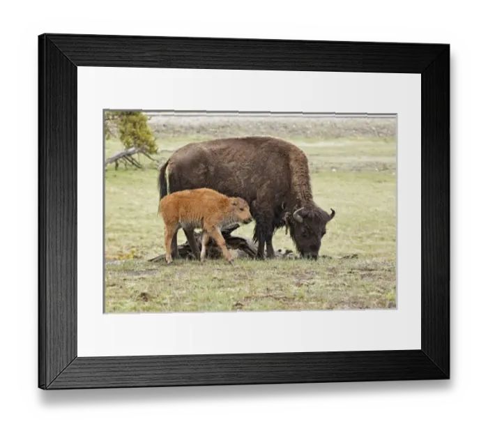 Framed Print : USA, North America, Wyoming Framed Print : USA, North America, Wyoming