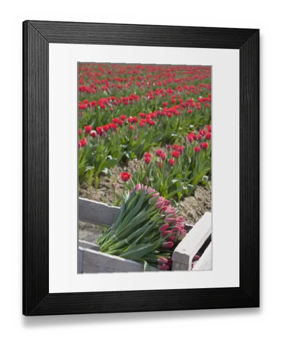 Framed Print : WA, Skagit Valley, Tulips cut and ready for market Framed Print : WA, Skagit Valley, Tulips cut and ready for market